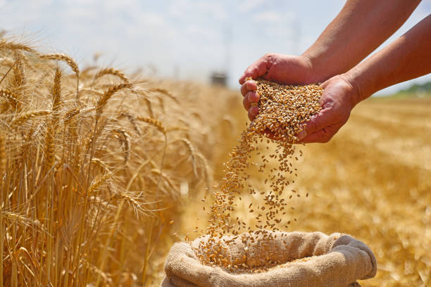 main tenant des grains blé